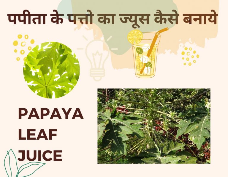 पपीता के पत्तो का ज्यूस कैसे बनाये | How to make Papaya Leaf Juice